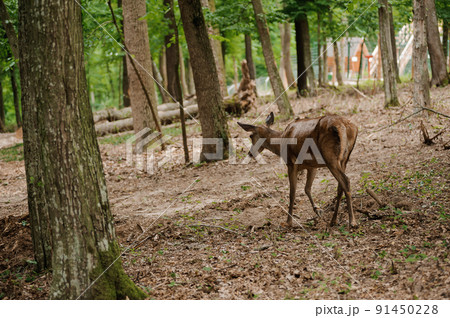 Roe deer on a green background in the forest Roe deer on a green background in the forest 91450228