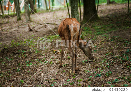 Roe deer on a green background in the forest Roe deer on a green background in the forest 91450229