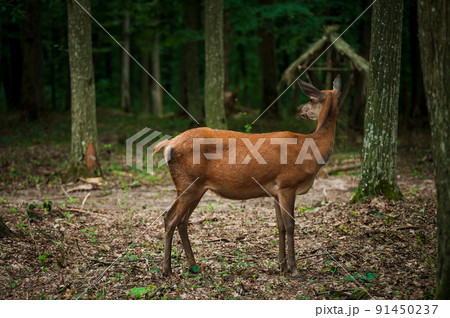 Roe deer on a green background in the forest Roe deer on a green background in the forest 91450237