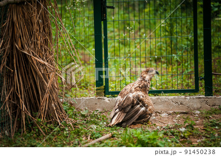 Griffon on a green background in a cage Griffon on a green background in a cage 91450238