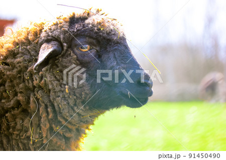 Portrait in profile of a funny curly brown sheep in a pen on at home farm paddock. A sad sheep is grazing outdoors at sunny day. Animals husbandry. Livestock, cattle breeding, agriculture concept. Portrait in profile of a funny curly brown sheep in a pen on at home farm paddock. A sad sheep is grazing outdoors at sunny day. Animals husbandry. Livestock, cattle breeding, agriculture concept. 91450490
