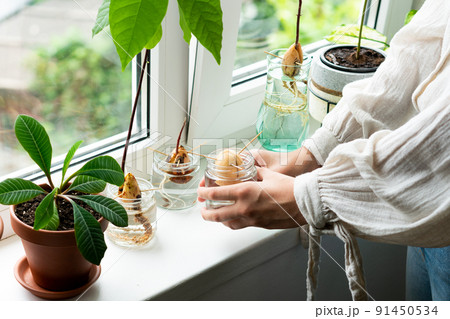 Home gardening concept. Unrecognizable woman holding retro jar with avocado plant growing in water. 91450534