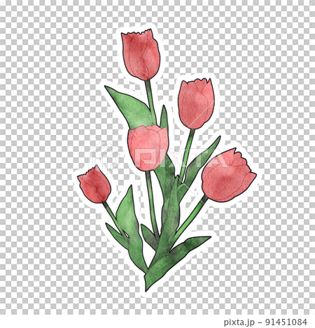 鬱金香水彩觸白邊的簡單圖解 鬱金香水彩觸白邊的簡單圖解 91451084