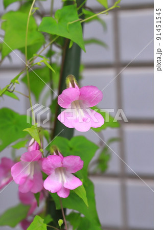 可憐な蔦場桐葛(ツタバキリカズラ) or アサリナ 可憐な蔦場桐葛(ツタバキリカズラ) or アサリナ 91451545