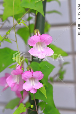 可憐な蔦場桐葛(ツタバキリカズラ) or アサリナ 可憐な蔦場桐葛(ツタバキリカズラ) or アサリナ 91451548