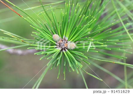 黒松(クロマツ)の新芽 黒松(クロマツ)の新芽 91451629