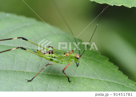 アシグロツユムシの幼虫 アシグロツユムシの幼虫 91451781
