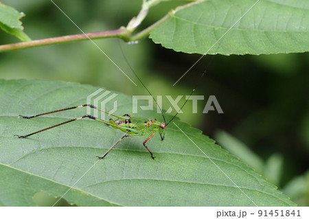 アシグロツユムシの幼虫 アシグロツユムシの幼虫 91451841