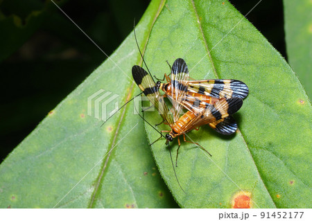 ヤマトシリアゲ(交尾中) ヤマトシリアゲ(交尾中) 91452177