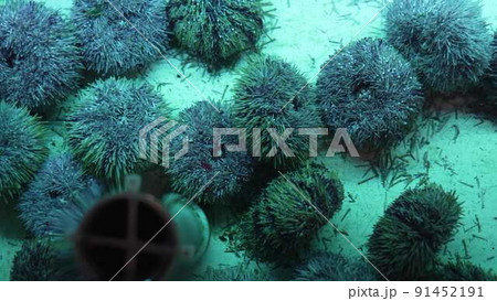 sea urchins in the restaurant's aquarium. preparation of freshly caught fish. 91452191