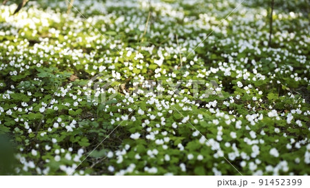 Blooming rabbit sprouts in the woods in spring. Smooth movement. Blooming rabbit sprouts in the woods in spring. Smooth movement. 91452399