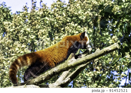 Red panda (Ailurus fulgens)  91452521