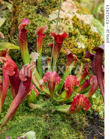 Sarracenia, commonly called trumpet pitcher. Colorful carnivorous pitcher plant. Sarracenia, commonly called trumpet pitcher. Colorful carnivorous pitcher plant. 91452824