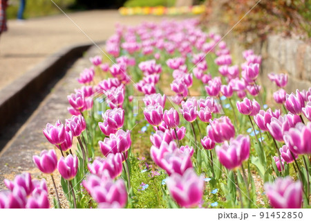 チューリップの花 91452850