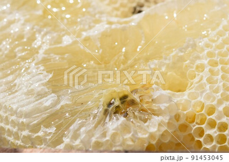 盛り上げ巣　超純粋蜂蜜 91453045