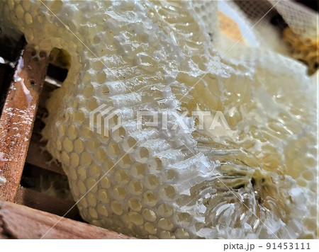 盛り上げ巣 超純粋蜂蜜 盛り上げ巣 超純粋蜂蜜 91453111