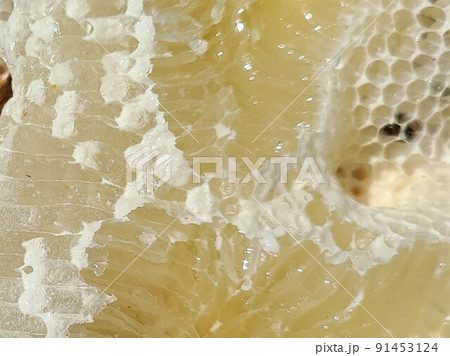 盛り上げ巣 超純粋蜂蜜 盛り上げ巣 超純粋蜂蜜 91453124