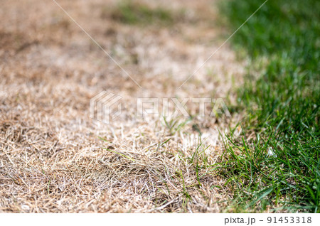 Visible distinction between healthy lawn and chemical burned grass.  91453318