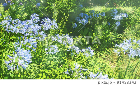 満開のアガパンサス 初夏の公園【横構図】 満開のアガパンサス 初夏の公園【横構図】 91453342