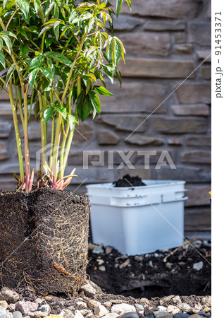 Transplanting a root bound potted plant to a newly dug hole in rocked boarder near a house. 91453371