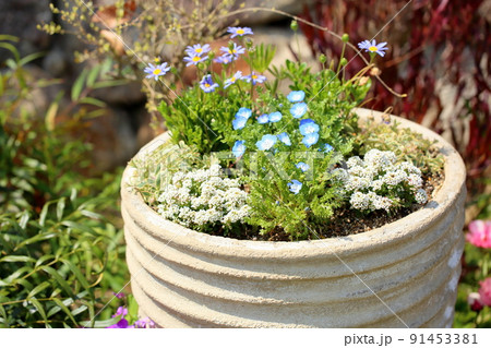 ネモフィラの花 91453381