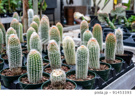 Selective focus on a single potted cacti in a grouping at a garden store 91453393