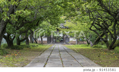 梅の木に覆われた岩殿山息障院光明寺の参道【源範頼館跡】/埼玉県比企郡吉見町 梅の木に覆われた岩殿山息障院光明寺の参道【源範頼館跡】/埼玉県比企郡吉見町 91453581