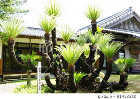 感応寺 島津家菩提寺(日本最初の禅寺) 感応寺 島津家菩提寺(日本最初の禅寺) 91453810