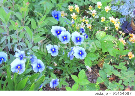 青いパンジーの花 91454087