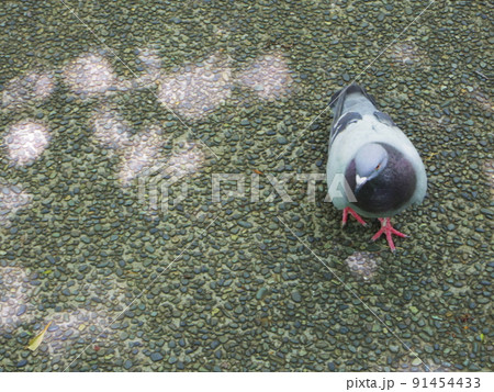 鳩 91454433