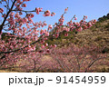室戸　広域公園の桜 91454959