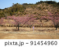 室戸　広域公園の桜 91454960