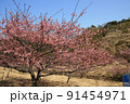 室戸　広域公園の桜 91454971