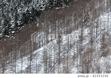 雪景色(北横岳 坪庭自然園 長野県 茅野市) 雪景色(北横岳 坪庭自然園 長野県 茅野市) 91455256