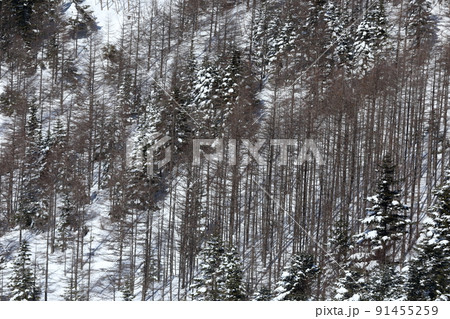 雪景色（北横岳　坪庭自然園　長野県 茅野市） 91455259