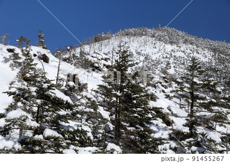 雪景色(北横岳 坪庭自然園 長野県 茅野市) 雪景色(北横岳 坪庭自然園 長野県 茅野市) 91455267