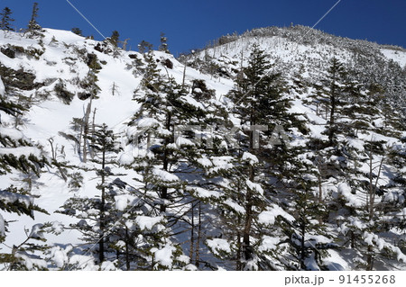 雪景色(北横岳 坪庭自然園 長野県 茅野市) 雪景色(北横岳 坪庭自然園 長野県 茅野市) 91455268