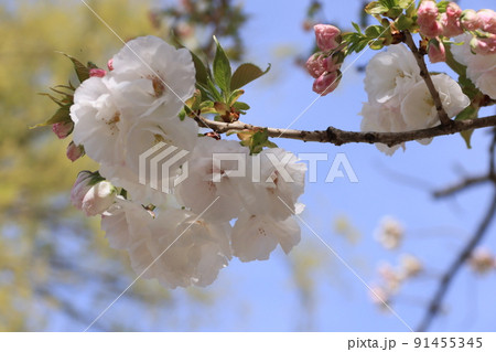 さくら白妙の花 91455345