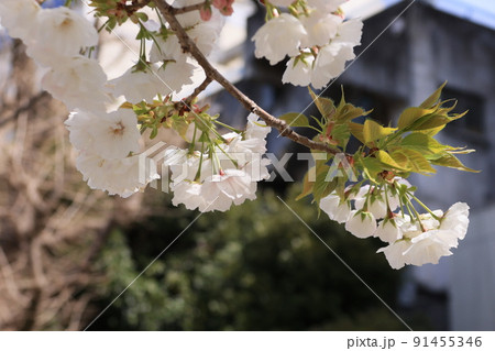 さくら白妙の花 91455346