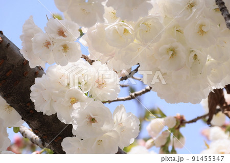 さくら白妙の花 91455347