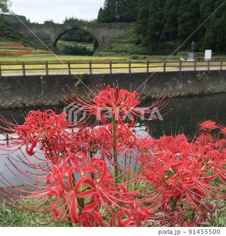 お彼岸に合わせて存在感を示す彼岸花、曼珠沙華 お彼岸に合わせて存在感を示す彼岸花、曼珠沙華 91455500