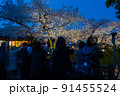 金沢城のライトアップされた美しい夜桜を撮影する人々 91455524