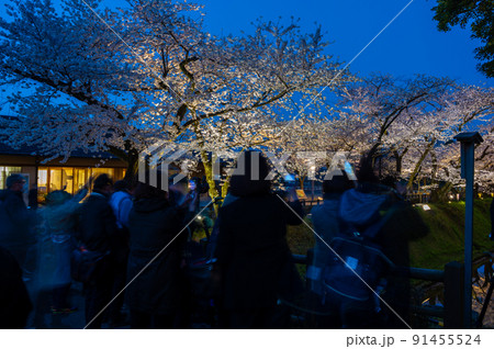 金沢城のライトアップされた美しい夜桜を撮影する人々 金沢城のライトアップされた美しい夜桜を撮影する人々 91455524