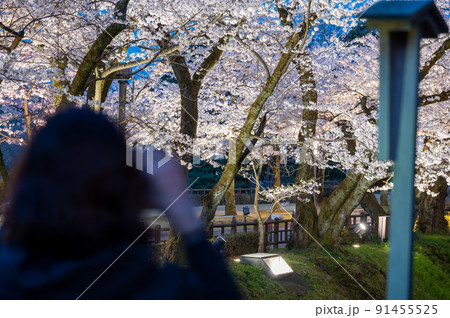 金沢城のライトアップされた美しい夜桜を撮影する人々 金沢城のライトアップされた美しい夜桜を撮影する人々 91455525