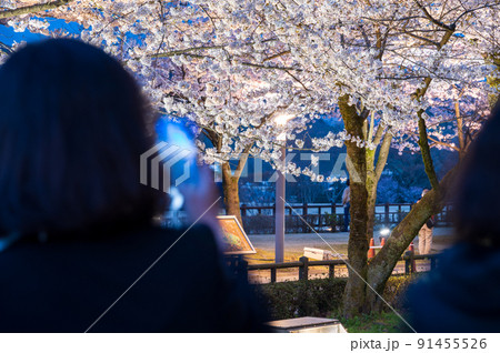 金沢城のライトアップされた美しい夜桜を撮影する人々 金沢城のライトアップされた美しい夜桜を撮影する人々 91455526