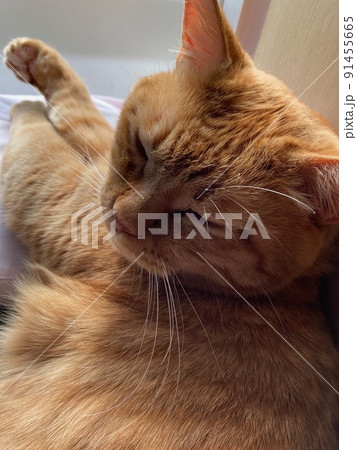 窓際で手を伸ばし くつろぐちゃとらの猫 窓際で手を伸ばし くつろぐちゃとらの猫 91455665
