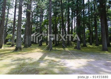 飫肥城内の飫肥杉 91455880