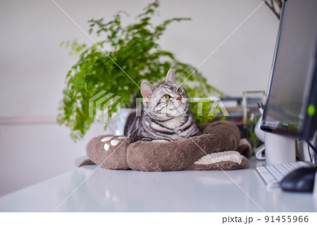テレワークを見守る猫 91455966