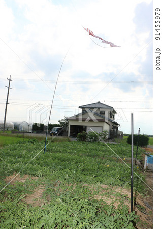 鳥追いカイト スイカ畑 鳥追いカイト スイカ畑 91455979