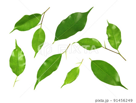 Collection green leaves front isolated on a white background Collection green leaves front isolated on a white background 91456249